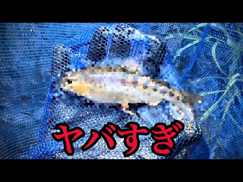 【ガサガサ】ナニコレ？！今までに見たことないほど体高が高くゴツいあの魚を捕まえてしまいました...