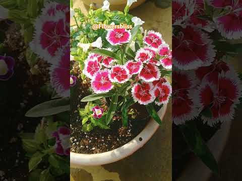 Most Beautiful flower for decoration | Dianthus #shorts #flowers #dianthus