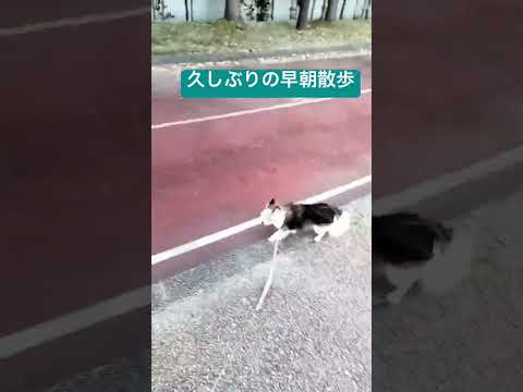 久しぶりの早朝散歩#ちわわ #ちわわ大好き #老犬