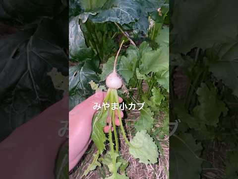 【みやま小カブ】　#有機 #無農薬 #湘南 #農業 #パーマカルチャー #家庭菜園 #farming #gardening #nature