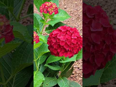 ഗ്രോബാഗിലും ഹൈഡ്രാഞ്ചിയ തഴച്ചു വളരാൻ# Kerala garden ideas #youtubeshorts #trendingshorts