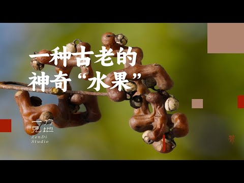 一种古老的神奇“水果”，今年你吃拐枣了吗