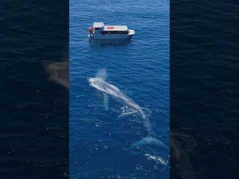 Drone POV of the largest animal on earth coming towards our whale watching boat! #whale #viral