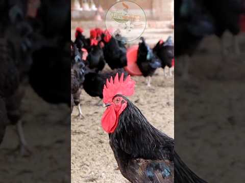 Black Australorp, the native hen that lays the most eggs | Lays record-breaking eggs | Desi Poultry.