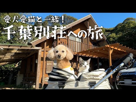 【犬と旅行】千葉の犬と泊まれる宿に宿泊！ペットカフェやお散歩できる海岸を満喫してみた【わこちゃんねる】47都道府県の旅