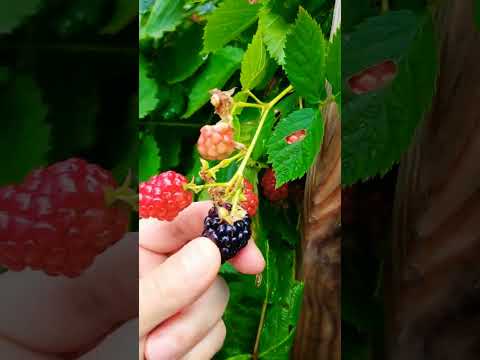 picking #berries after the #rain #shorts #foodie #relaxing