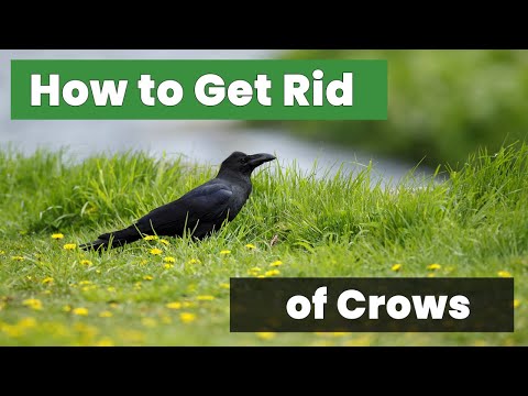 How to Get Rid of Crows Quickly & Efficiently! : Top Strategies Revealed!