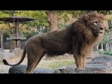 【ライオン】【愛媛県立とべ動物園】柑太郎、バックヤードに帰る前の様子。