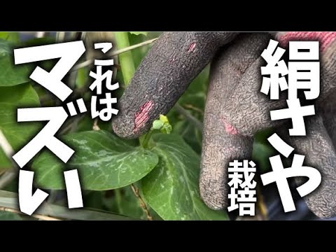 【マズい？順調？】【花芽が・・】1月寒波前、豆類の様子【ウスイエンドウ】【スナップエンドウ】【絹サヤ】