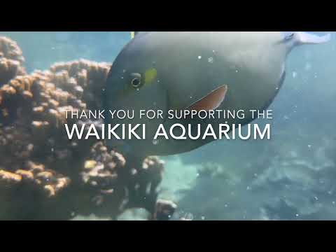 Support Waikiki Aquariumʻs Edge of the Reef Exhibit Reconstruction