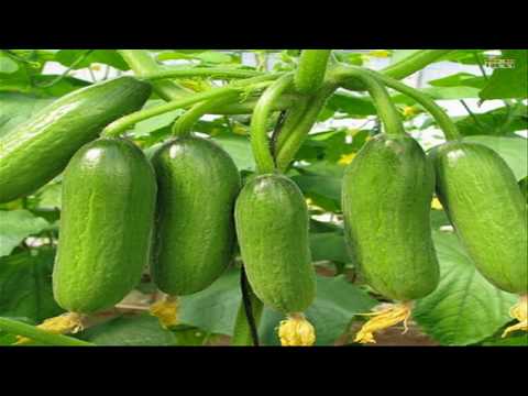 Top 8 easy to grow vegetable plants and seeds for beginners