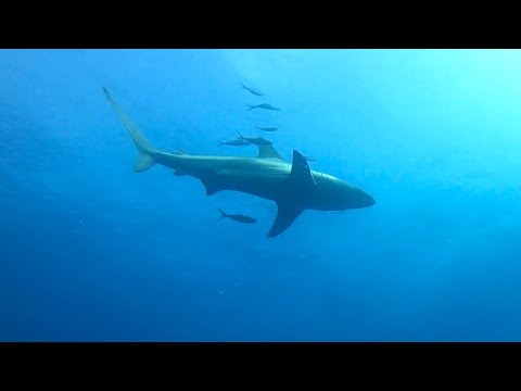 【4K動画】サメの襲撃 Diving Okinawa 後半 【ダイビング】【沖縄旅行】