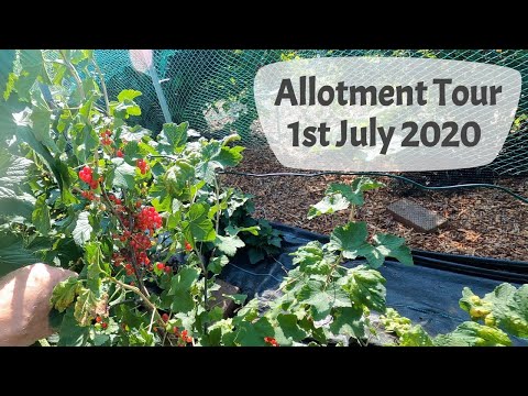 Allotment Tour, 1st July 2020