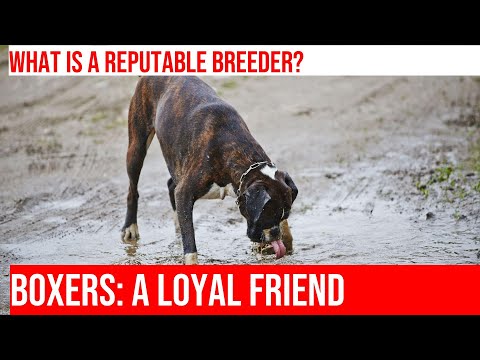 Choosing a Reputable Boxer Breeder: Key Considerations