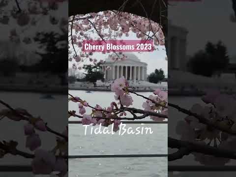 Touring the Tidal Basin for a Spectacular View of Cherry Blossoms 🌸