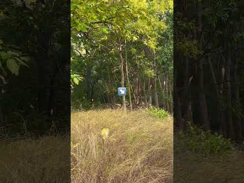 Tiger in Panna Tiger Reserve #madhyapradesh #nature #wildlife #tiger