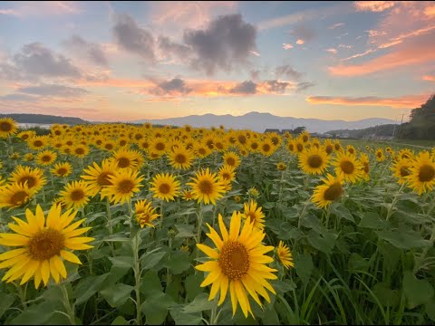 佐渡のひまわり畑🌻。８月に入ってから、相川小川、畑野栗野江、両津吾潟加茂湖沿い、椎泊のひまわり畑を訪ねました。見頃です。佐渡の青空、夕焼けとひまわり畑は最高なコラボレーション✨夏ですね🎐