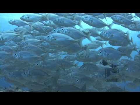 Pelagic Productions - Jackfish & Diver - Palau, Micronesia