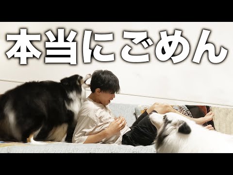 【ごはん忘れてた】夜中に吠え続ける3匹相手に、飼い主不在でてんやわんやの1日。#25