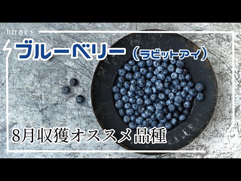 ブルーベリーおすすめ品種8月収獲