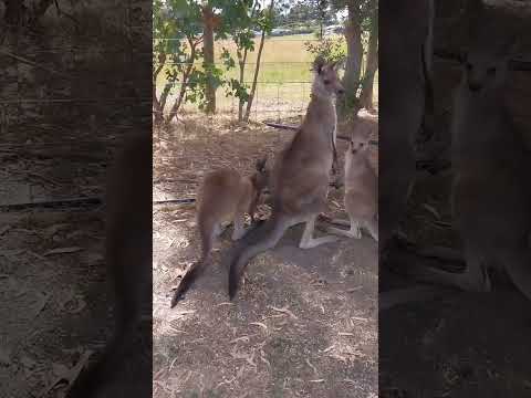 Australia kangaroo 澳洲袋鼠 #袋鼠 #澳洲袋鼠 #动物 #自然 #kangaroo #australiakangaroos #animals #nature