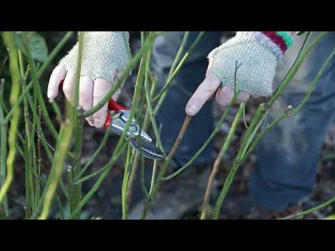 How to prune roses in winter | Expert tips from Sissinghurst with Troy Scott Smith