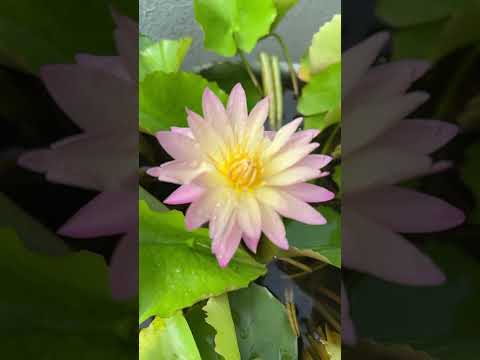 Grow waterlilies in pot😍💐#youtubeshorts #shorts