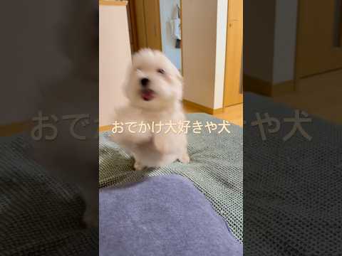 おでかけに異常に反応する犬