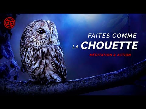 CROYANCES LIMITANTES : La Métaphore de la Chouette !