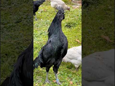 Perfect rooster of the black Ayam Cemani chicken crowing! #ayamcemani #chickens #hühner #rooster