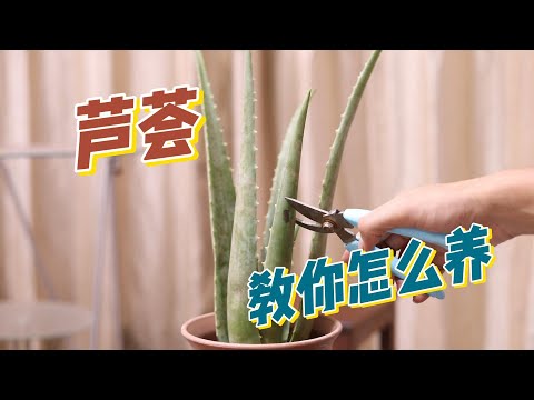 芦荟怎么养？园艺师教你，芦荟的详细养护技巧