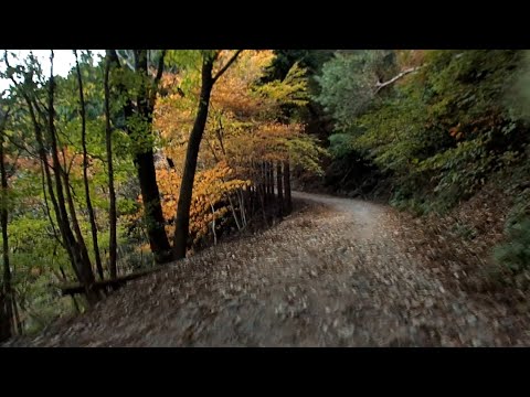 愛宕山(雲心寺林道→ウジウジ峠→広場)@221030_1300