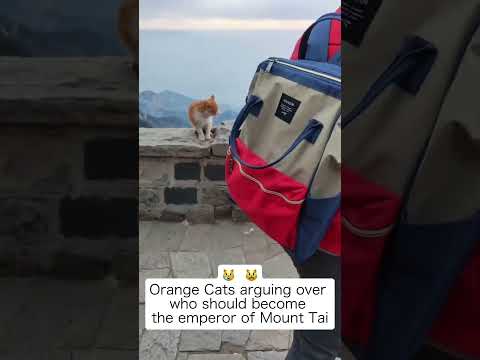 Epic #Cat Fight at 1,000 Meters: Ginger Duo Clash on #MountTai #catlovers #orangecat