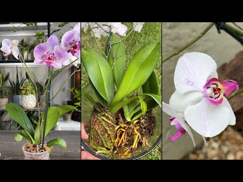 Best of MonstroFarm Plants  Propagation | Repotting | Orchid