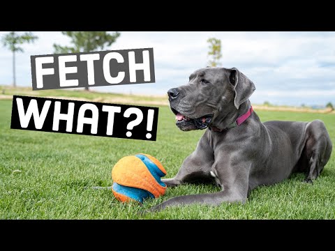 Bring Back The Joy of Fetch! Great Dane Quick Tip