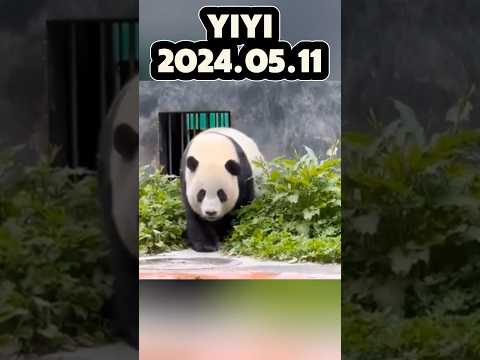 🐼YIYI，2024.05.11