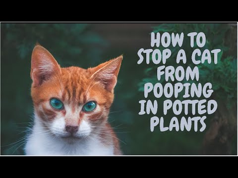 How To Stop Cat From Pooping In Potted Plants