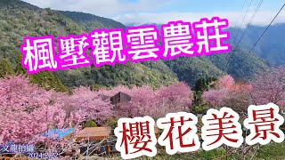 第5站楓墅觀雲民宿櫻花美景 拉拉山騎機車一日遊 2024年2月22日