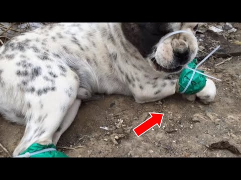 Man Literally Risks His Own Life Many Times To Save And Rescue Dogs