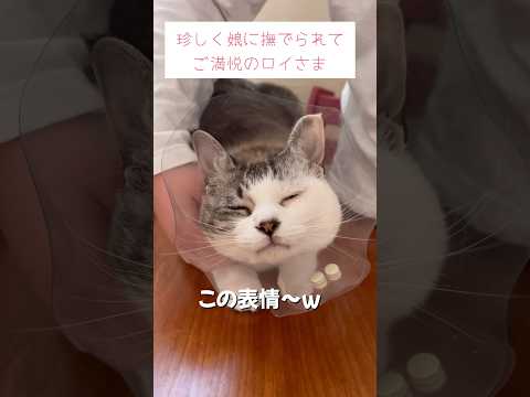 気持ちいいにゃ〜 #ねこ動画 #保護猫 #子どもと猫 #気持ちいい顔 #ことねこくらし