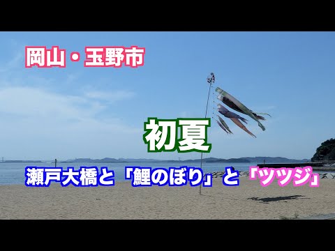 初夏・「瀬戸大橋と鯉のぼりとツツジ」　岡山・玉野市【4K映像】（映像ジャーナリスト　宮﨑　賢）