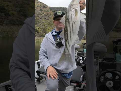 Big striped bass on live shad #livebaitfishing #shadfishing #stripedbass #stripedbassfishing #short