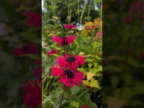 #flowers #garden #monarda