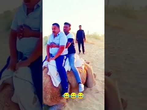 Funny Video 😂 Camel Riding Fail | Brown Boys #failvideo #camelride #camelvideo