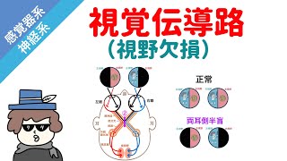 視覚伝導路と視野欠損の覚え方（PDF付き）