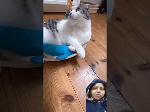 #cat #youtube #youtubeshortsviral #funny #youtuber #cute #comedy #innocent