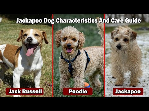 Jackapoo Dog Characteristics And Care Guide  | Jack Russell Poodle Mix