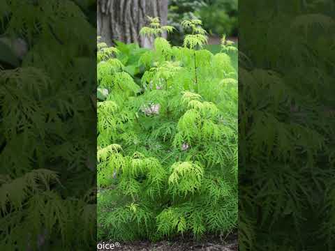 Lemony Lace® Elderberry (Sambucus)