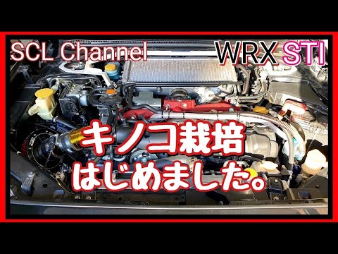 【WRX STi】エンジンルームでキノコの栽培はじめました【レーシングサクション取付】