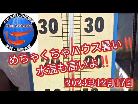 ハウス内は、室温が高く、水温高く…本当に冬なの？！でもメダカは元気です！！#メダカ #めだか #メダカ屋 #改良メダカ #libertymedaka #メダカ水温 #ハウス室温 #ビニールハウス